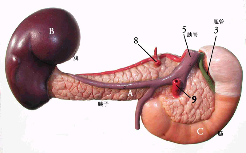 胰臟