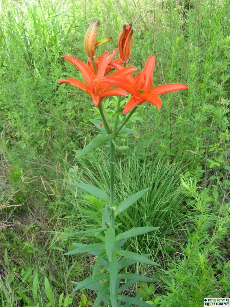 紅花菜