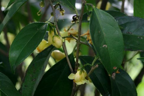 東興金花茶無性系26號