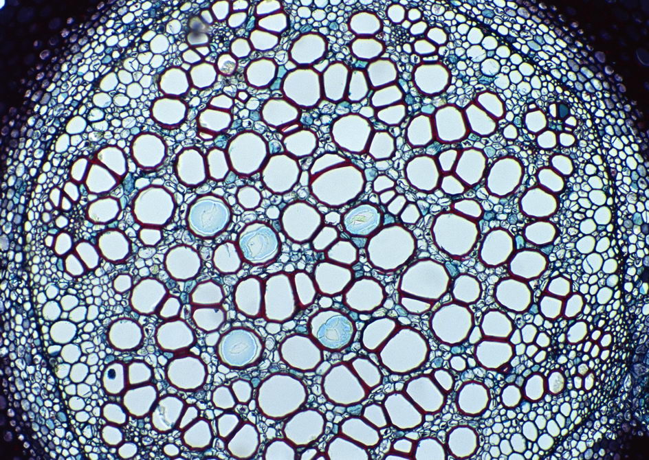 顯微鏡下的細胞