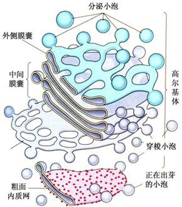 分泌過程