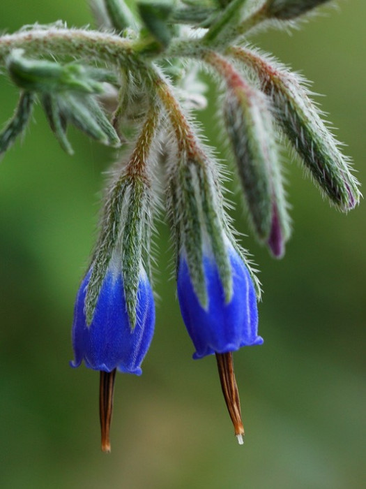 小花滇紫草