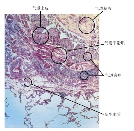 呼吸力學