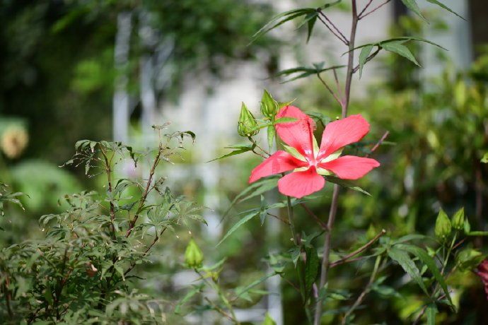 紅珊藤科(智利藤科)