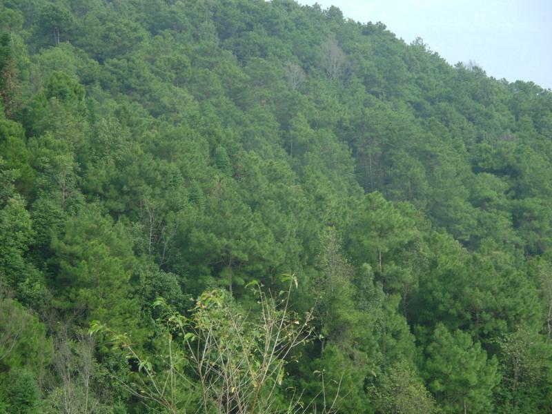 野鴨塘村