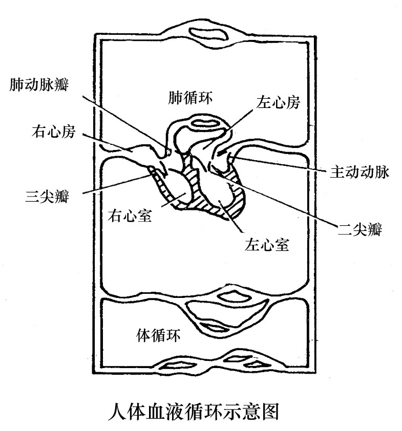 電磁血流量計