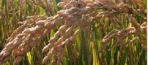 軍屯鎮的特種水稻——巨穗稻