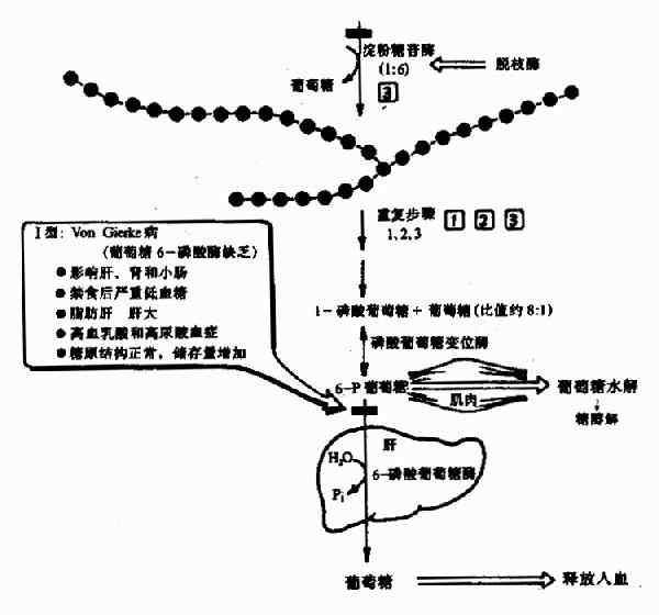 糖原(糖元)