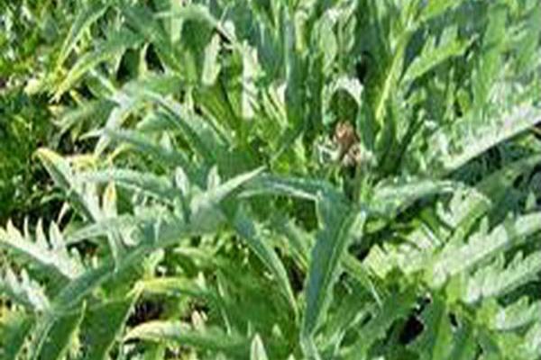 Cynara cardunculus