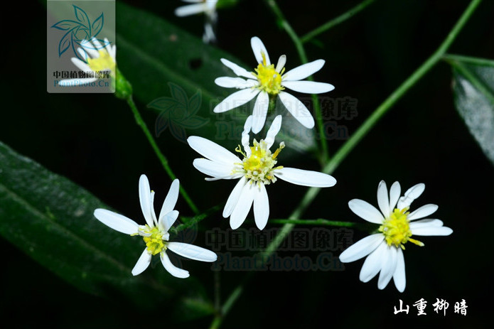 小花變種(三脈紫菀小花變種)