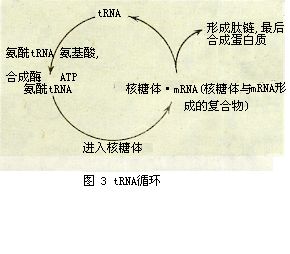 轉運RNA(轉移核糖核酸)