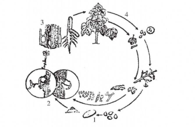 棉花枯萎病(棉枯萎病)