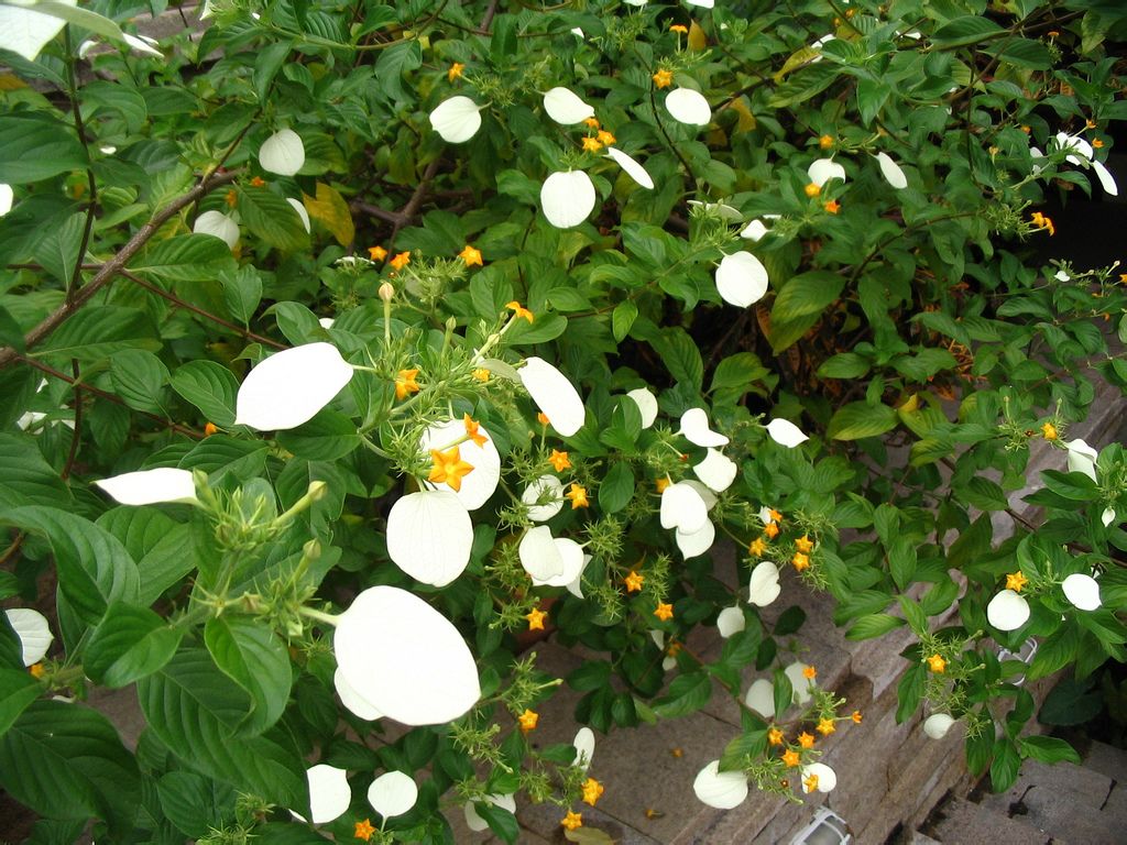 楠藤(茜草目玉葉金花屬植物)