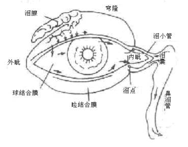 急性出血性結膜炎