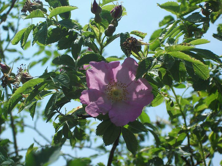 毛葉疏花薔薇