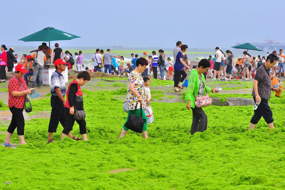 日照海灘“草原”