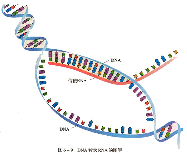 信使核糖核酸