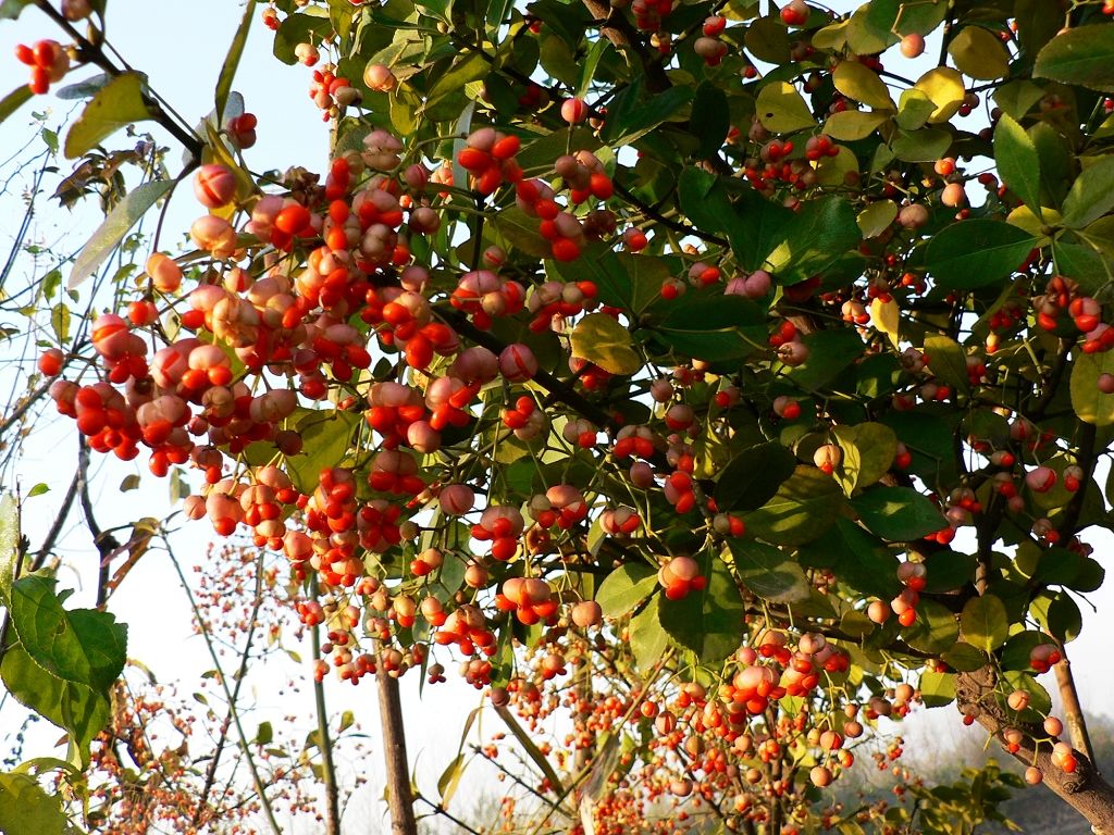 冬紅北海道黃楊