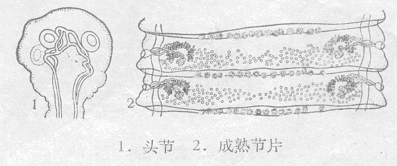 莫氏擴張絛蟲