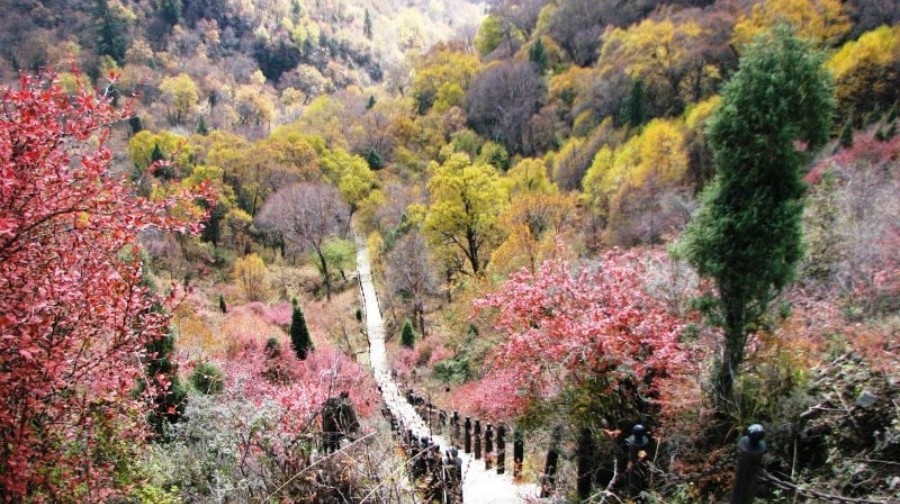 吐魯溝森林公園