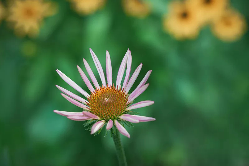 松果菊