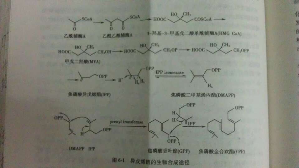 生源的異戊二烯法則