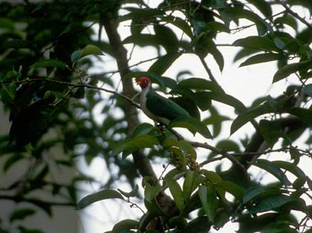 粉頭果鳩