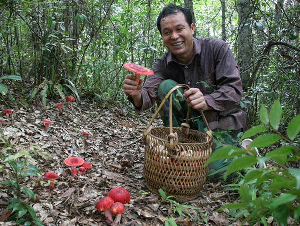 白栲樹林