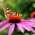 松果菊(Echinacea purpurea)