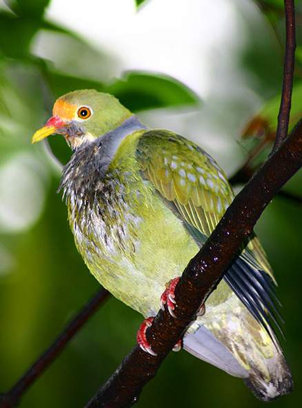 橙額果鳩