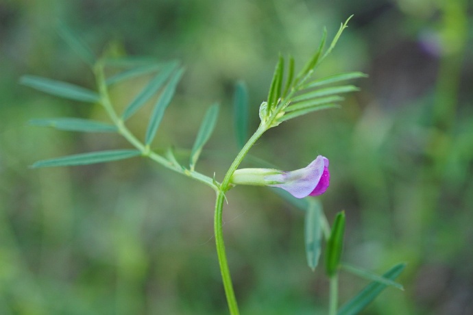 窄葉野豌豆