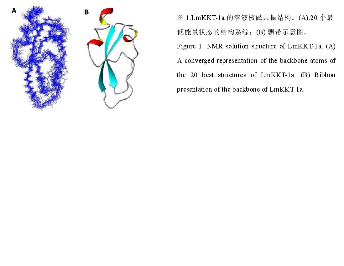 LmKKT-1a 的溶液核磁共振結構