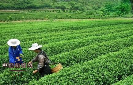 福良山“碧劍”茶