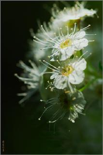 樺葉繡線菊