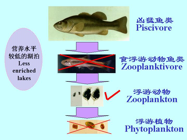 圖1 經典生物操縱示意圖