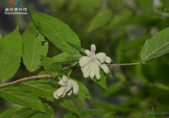 安息香屬(Styrax)