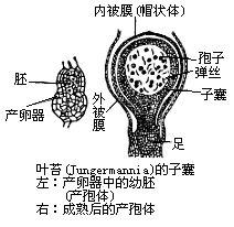 子囊