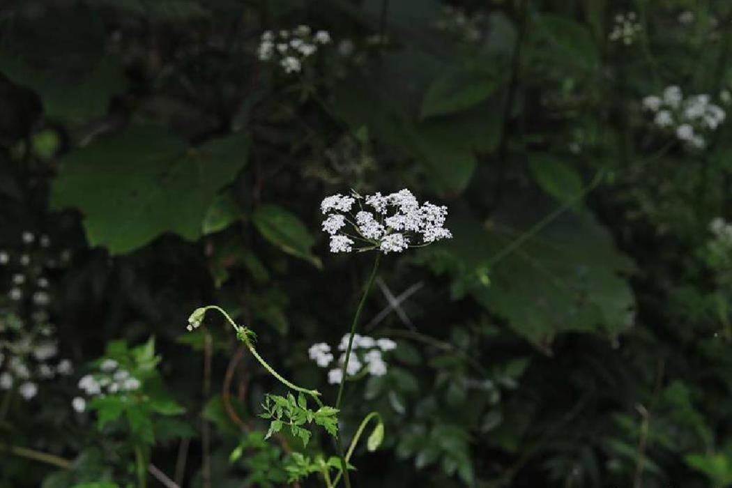 白苞芹(香藁本（傘形科植物）)