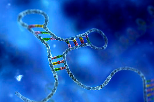 micro RNA(miRNA)