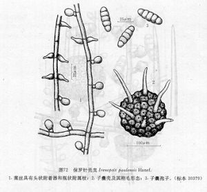 保羅針殼炱