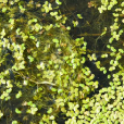 浮萍(萍（草本植物）)