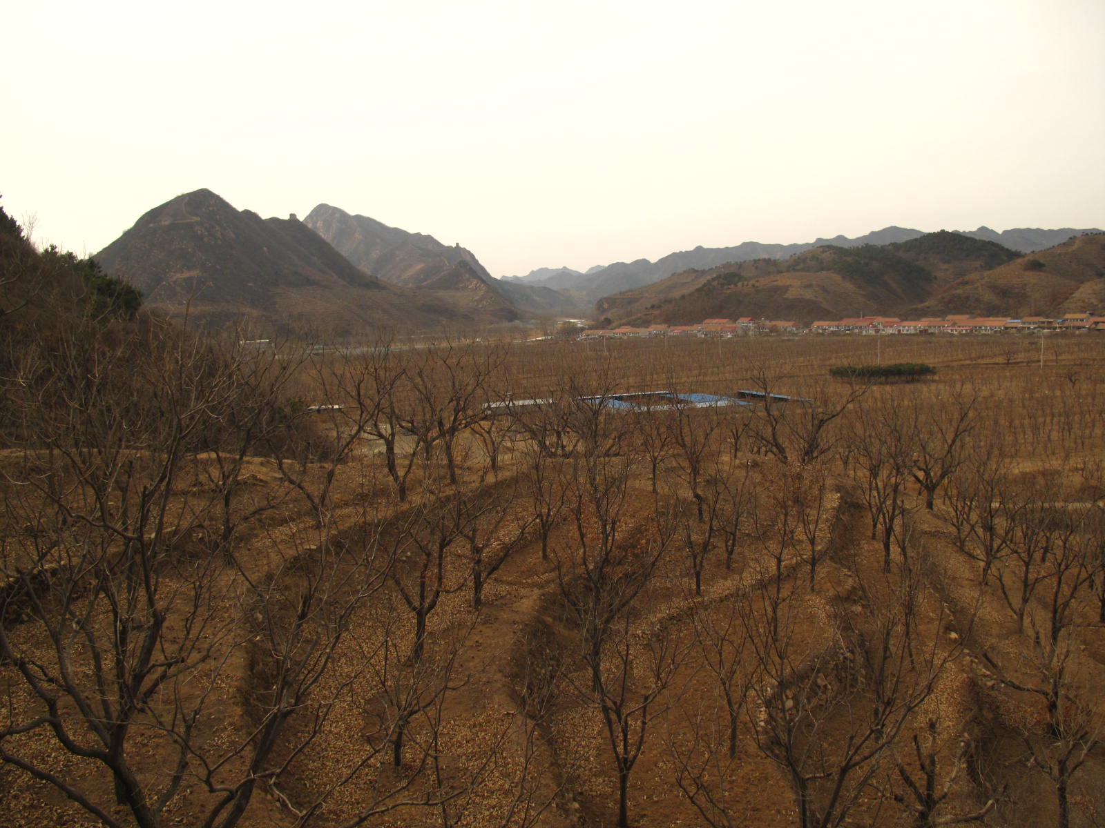 艾峪口漫山遍野板栗樹