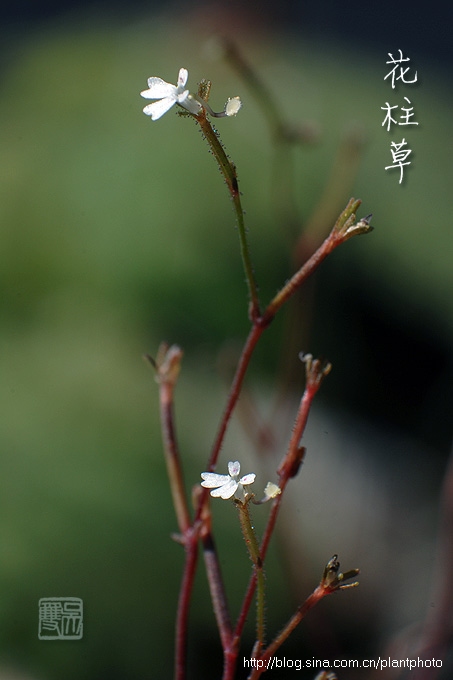 花柱草