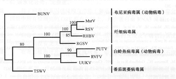 纖細病毒屬的系統發育樹