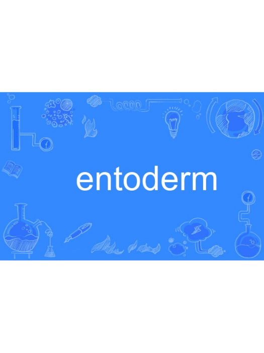 entoderm