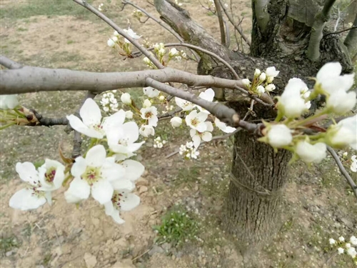 虞城縣萬畝梨園