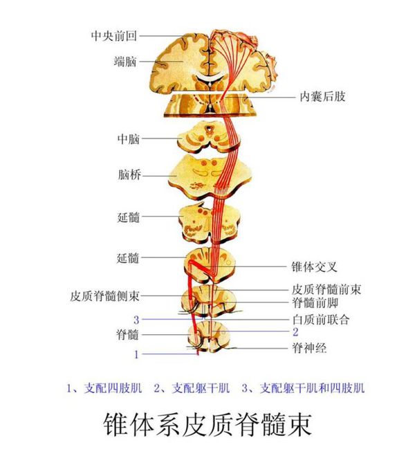 錐體系