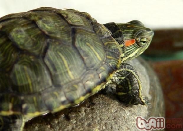 紅耳龜人工飼養管理技術