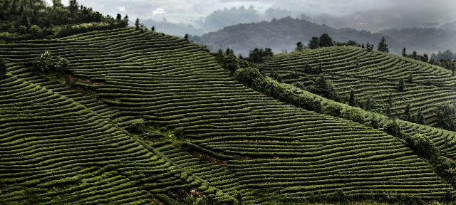 納溪特早茶種茶地