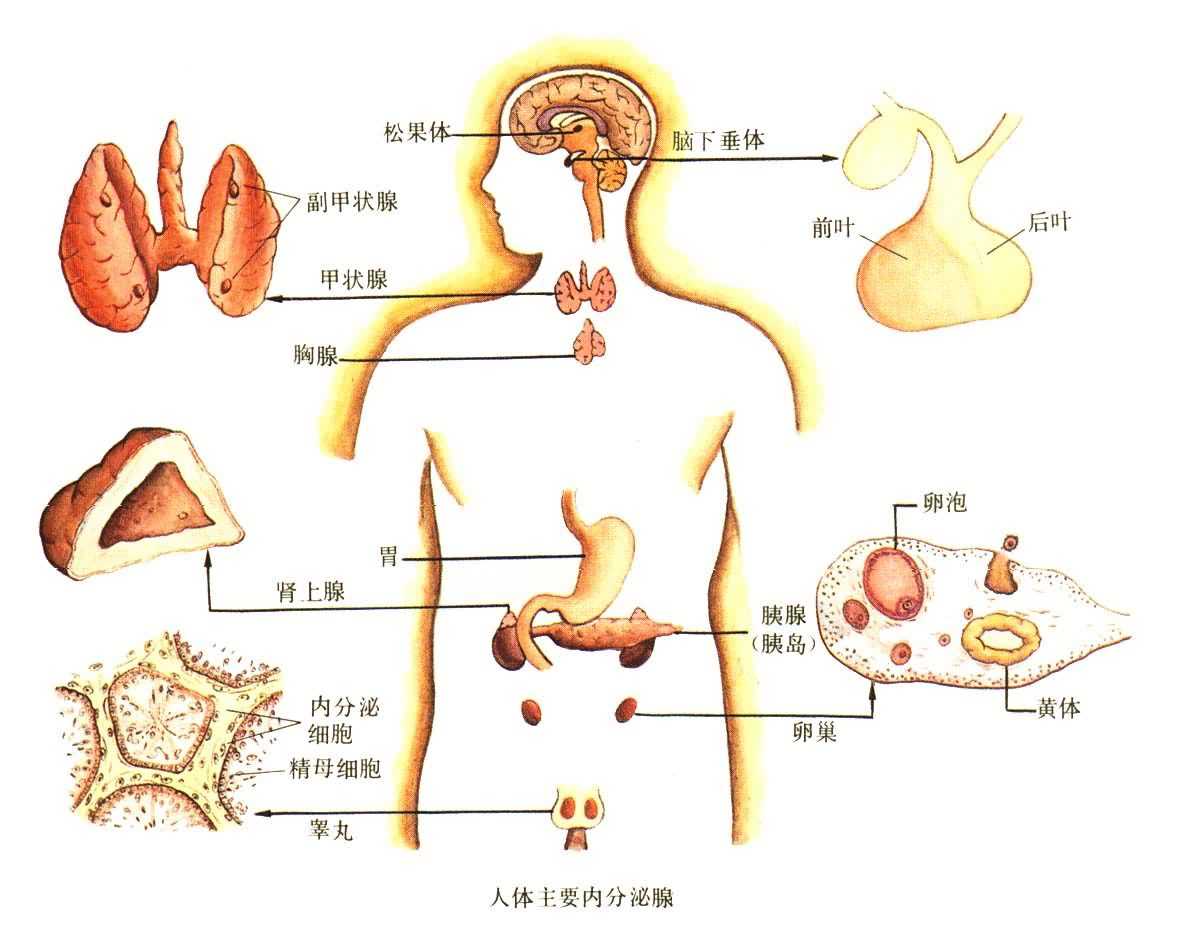 內分泌不孕(內分泌性不孕)